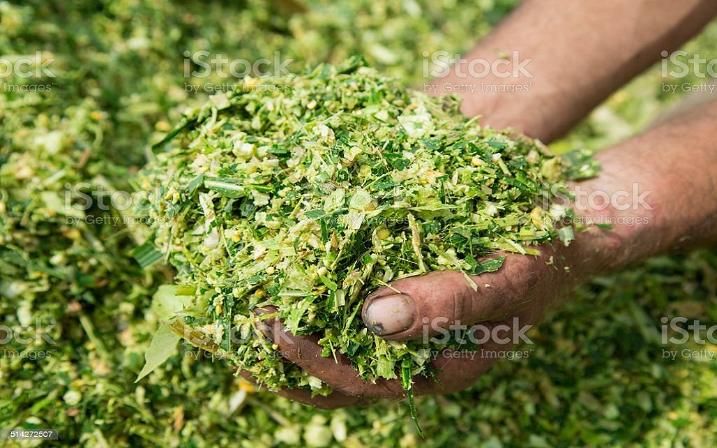 Corn Silage